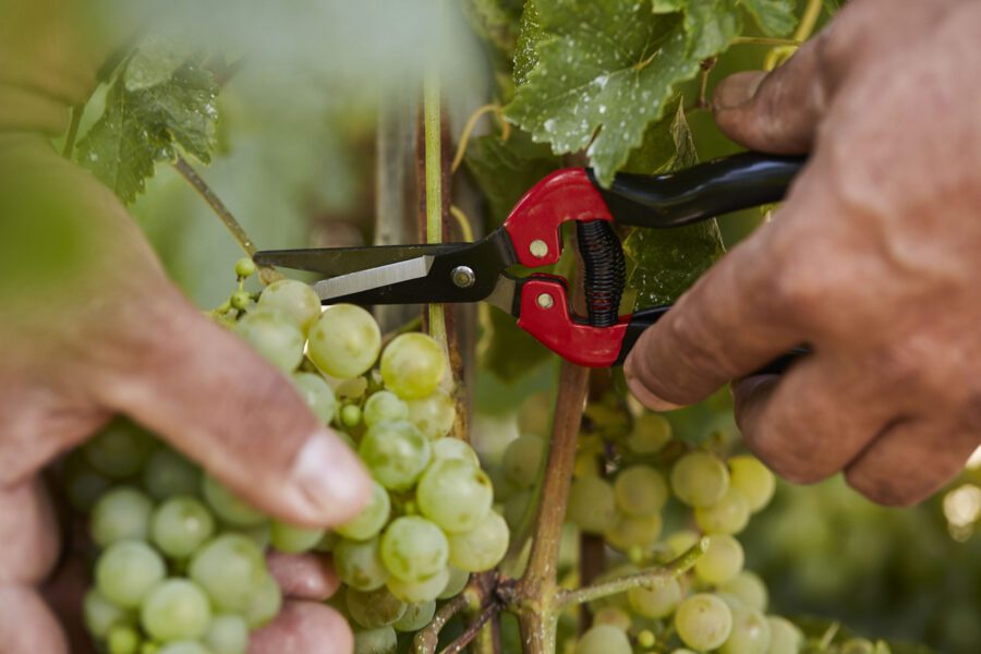 Weinbaupartner